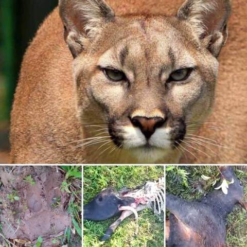 Diario Frontera, Frontera Digital,  PUMA, LA AZULITA, MUNICIPIO ANDRÉS BELLO, El Vigía Panamericana, ,PRODUCTORES DE LA AZULITA TEMEN LA PRESENCIA DE PUMAS ANDINOS EN LA ZONA