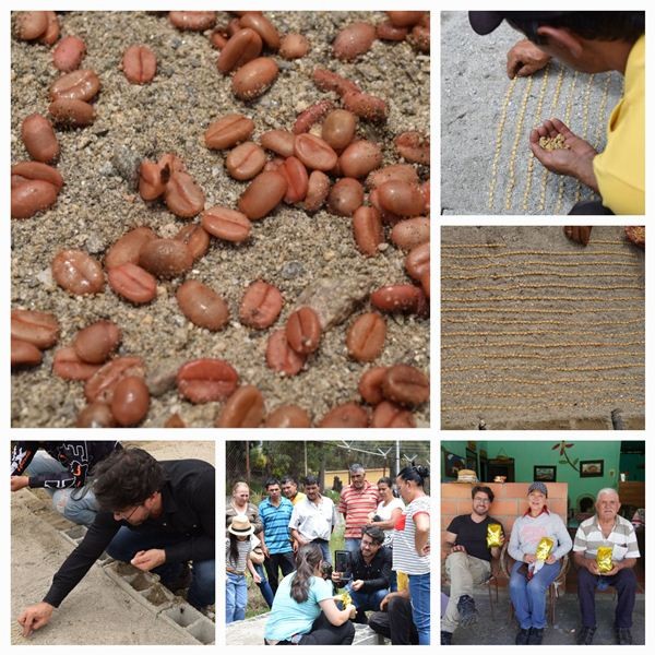 Diario Frontera, Frontera Digital,  Meta Café 85+, CACUTE, MUNBICIPIO RANGEL, MÉRIDA, Páramo, ,Meta Café85+ un proyecto de 60 mil plantas 
para producir café merideño