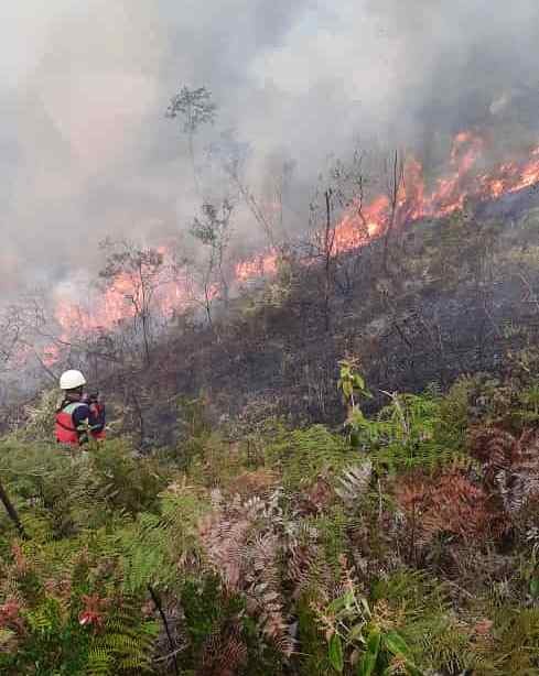 Diario Frontera, Frontera Digital,  INCEWNDIO MURMUQUENA, ZEA, MÉRIDA, INCENDIO MURMUQUENA ZEA, MÉRIDA, Mocoties, ,Varias hectáreas de terreno fueron afectadas por incendio 
generado en el sector Murmuquena en Zea