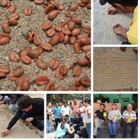 Diario Frontera, Frontera Digital,  Meta Café 85+, CACUTE, MUNBICIPIO RANGEL, MÉRIDA, Páramo, ,Meta Café85+ un proyecto de 60 mil plantas 
para producir café merideño