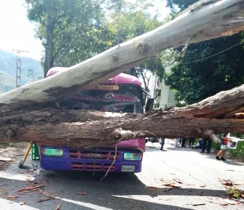 Diario Frontera, Frontera Digital,  Bomberos Mérida, Sucesos, ,Bomberos Mérida atendió a afectados por árbol caído en Santa Juana