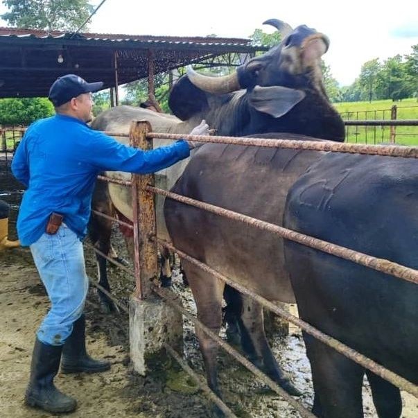 Diario Frontera, Frontera Digital,  El Vigía, municipio Alberto Adriani, Fiebre Aftosa, Productores, El Vigía Panamericana, ,Invitan a productores de Alberto Adriani a sumarse a la Campaña de Vacunación contra la Fiebre Aftosa