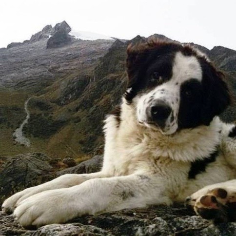 Diario Frontera, Frontera Digital,  Perro Mucuchíes, Federación Canina de Venezuela, Regionales, Páramo, ,Certifican a perritos Mucuchíes como única raza pura de Venezuela