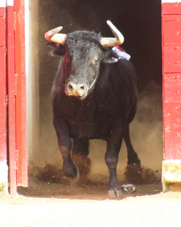 Diario Frontera, Frontera Digital,  CARNAVAL TAURINO DE AMÉRICA, VIERNES Y SABADO, ENCIERROS, Entretenimiento, ,Los toros del viernes y sábado desencajonados sin novedades