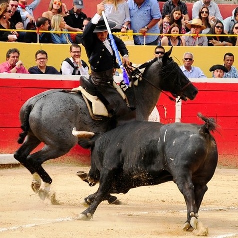 Diario Frontera, Frontera Digital,  FERIA DEL SOL, CARNAVAL TAURINO DE AMÉRICA, Francisco Javier Rodríguez, Francisco Javier Rodríguez, Entretenimiento, ,Francisco Javier Rodríguez, 
la estirpe del rejoneo venezolano tiene heredero