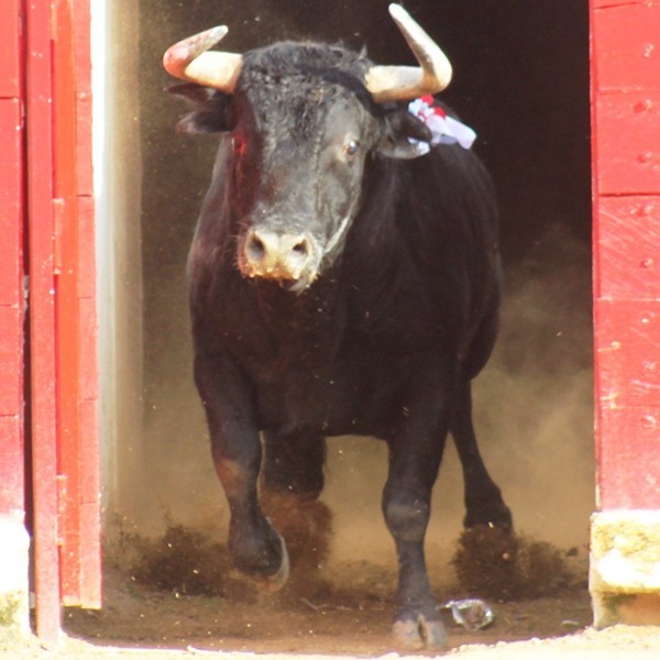 Diario Frontera, Frontera Digital,  CARNAVAL TAURINO DE AMÉRICA, VIERNES Y SABADO, ENCIERROS, Entretenimiento, ,Los toros del viernes y sábado desencajonados sin novedades