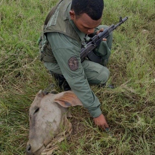 Diario Frontera, Frontera Digital,  Agasur, abigeato, Sucesos, ,Agasur preocupado por incremento 
de abigeato en Bobures del estado Zulia