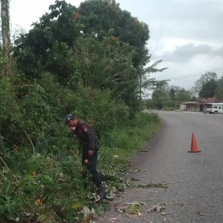 Diario Frontera, Frontera Digital,  BOMBEROS JULIO CÉSAR SALAS, El Vigía Panamericana, ,Bomberos talaron árbol que representaba 
peligro en Arapuey