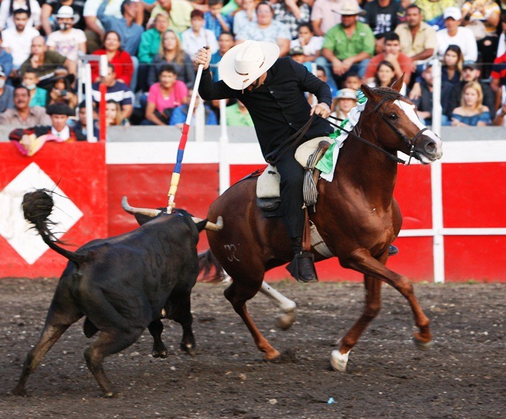 Diario Frontera, Frontera Digital,  San Felipe, festejos en san felipe, toros, Entretenimiento, ,San Felipe devuelve el acontecer taurino a la palestra nacional
