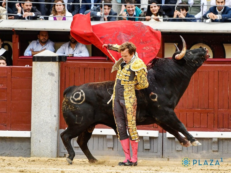Diario Frontera, Frontera Digital,  FERIA DE SAN ISIDRO, DECIMOTERCER FESTEJO DE ABONO, Entretenimiento, ,Arrojo y entrega de Román con un tremendo toro de Montalvo
