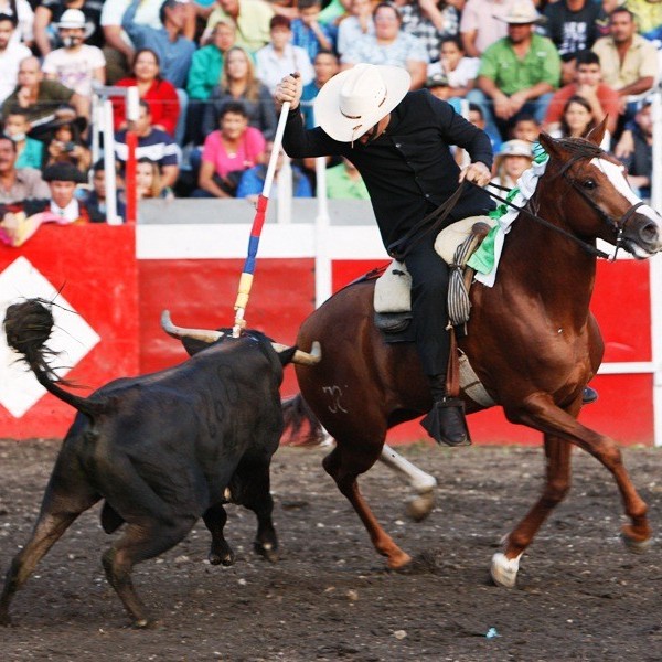 Diario Frontera, Frontera Digital,  San Felipe, festejos en san felipe, toros, Entretenimiento, ,San Felipe devuelve el acontecer taurino a la palestra nacional