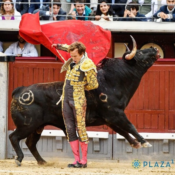 Diario Frontera, Frontera Digital,  FERIA DE SAN ISIDRO, DECIMOTERCER FESTEJO DE ABONO, Entretenimiento, ,Arrojo y entrega de Román con un tremendo toro de Montalvo