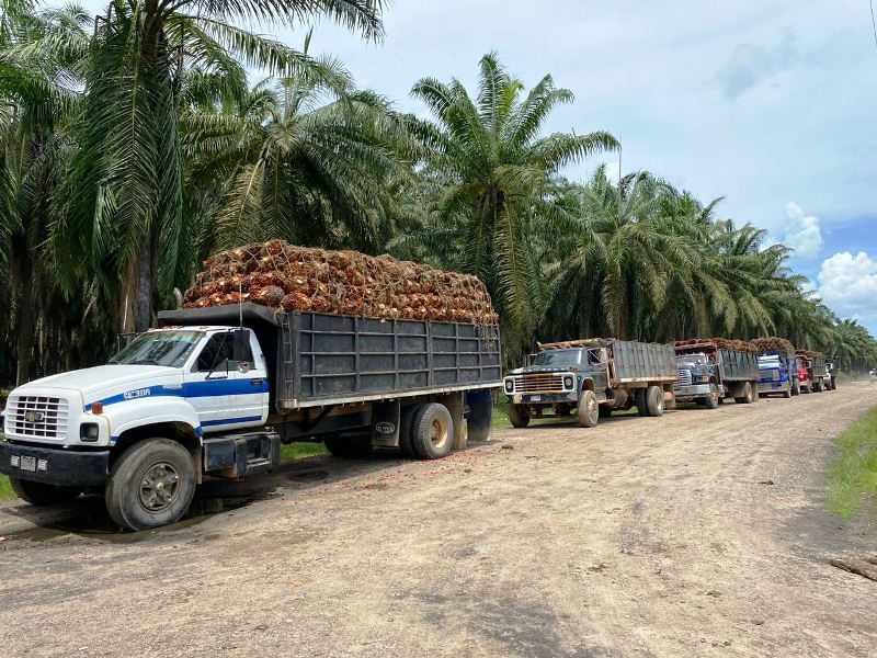 Diario Frontera, Frontera Digital,  SUR DEL LAGO, INDUSTRIAS DIANA, El Vigía Panamericana, ,Opera con total normalidad la producción de palma aceitera en el Sur del Lago