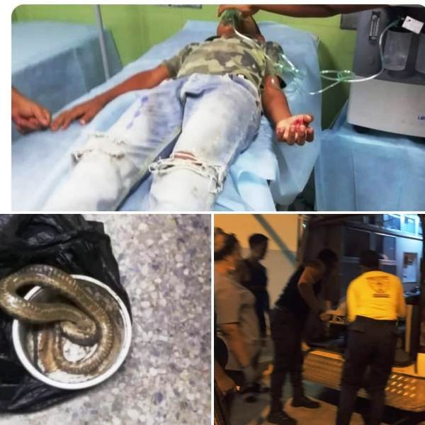 Diario Frontera, Frontera Digital,  NIÑO MORDIDO GUAYACAN, OBISPO RAMOS DE LORA, MÉRIDA, Sucesos, ,Niño fue mordido por una "guayacán" en Obispo Ramos de Lora