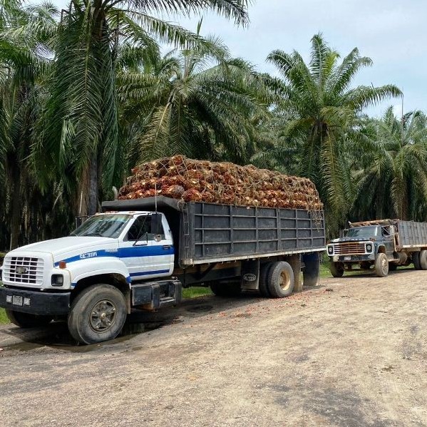 Diario Frontera, Frontera Digital,  SUR DEL LAGO, INDUSTRIAS DIANA, El Vigía Panamericana, ,Opera con total normalidad la producción de palma aceitera en el Sur del Lago