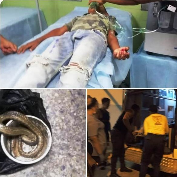 Diario Frontera, Frontera Digital,  NIÑO MORDIDO GUAYACAN, OBISPO RAMOS DE LORA, MÉRIDA, Sucesos, ,Niño fue mordido por una "guayacán" en Obispo Ramos de Lora