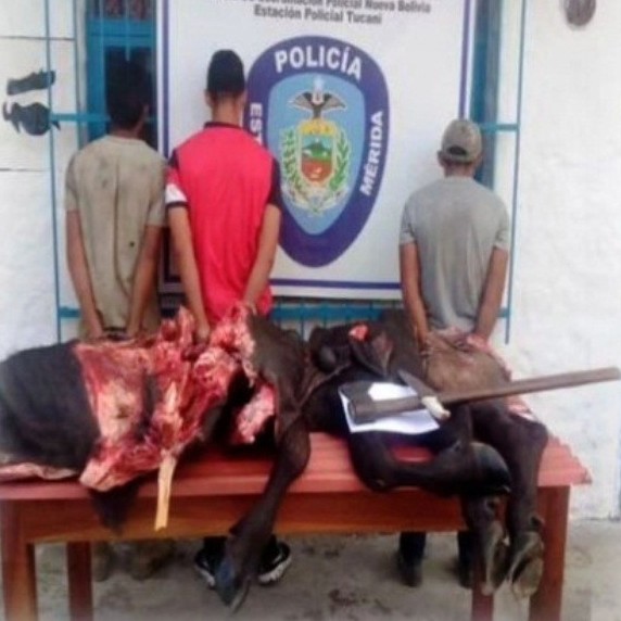 Diario Frontera, Frontera Digital,  presos, abigeato, Sucesos, ,Policía capturó a tres ciudadano por abigeato
al sacrificar a un búfalo en Tucaní