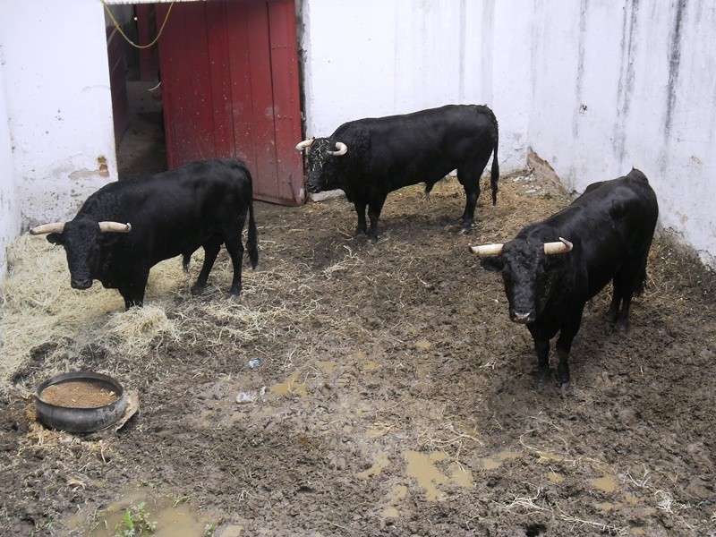 Diario Frontera, Frontera Digital,  TOROS DESENCAJONADOS, Entretenimiento, ,Reseñados los toros de El Capiro para este fin de semana en Táriba