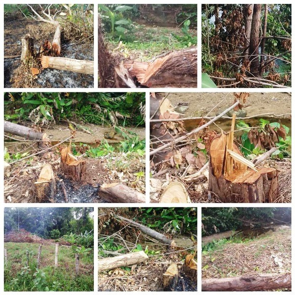 Diario Frontera, Frontera Digital,  CAÑO DE ONIA, SANTA ISABEL EL VIGÍA, El Vigía Panamericana, ,Continúa la deforestación y el ecocidio 
en el Caño de Onía Santa Isabel de El Vigía