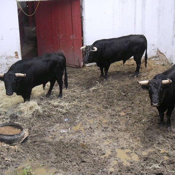 Diario Frontera, Frontera Digital,  TOROS DESENCAJONADOS, Entretenimiento, ,Reseñados los toros de El Capiro para este fin de semana en Táriba
