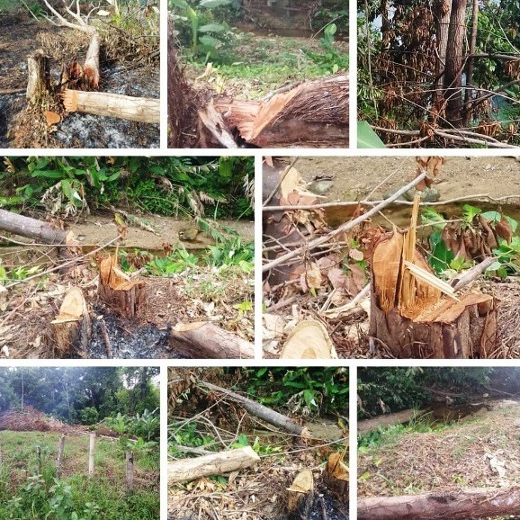 Diario Frontera, Frontera Digital,  CAÑO DE ONIA, SANTA ISABEL EL VIGÍA, El Vigía Panamericana, ,Continúa la deforestación y el ecocidio 
en el Caño de Onía Santa Isabel de El Vigía