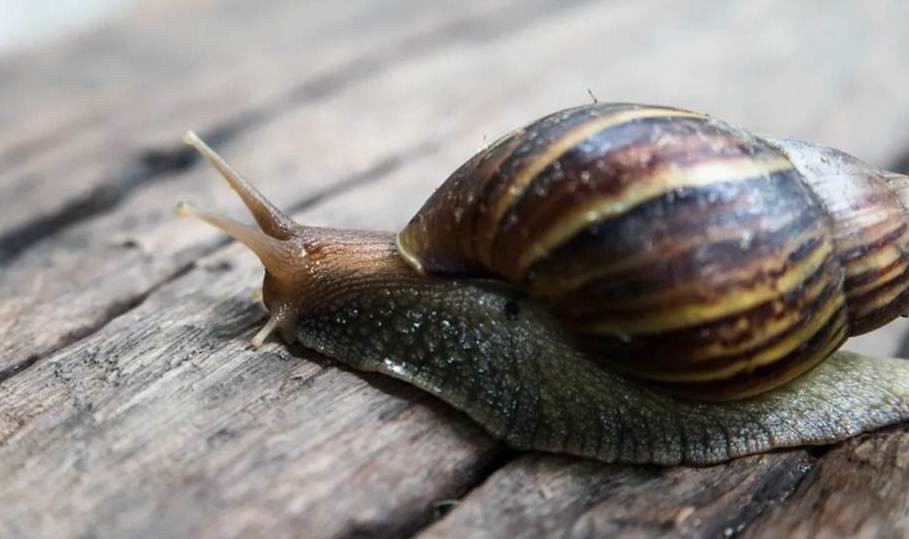 Diario Frontera, Frontera Digital,  CARACOL GIGANTE AFRICANO, VENEZUELA, Salud, ,Plaga del caracol gigante africano 
se atenderá con una nueva comisión nacional