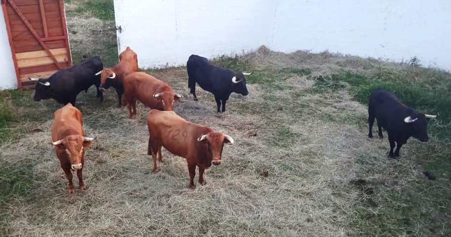 Diario Frontera, Frontera Digital,  TOROS DE CAMPO LARGO, FE3RIA DE LA VIRGEN DE REGLA, MÉRIDA, TOVAR, Mocoties, ,Toros de Campolargo multados por falta de peso, 
para la primera de la Feria de Tovar