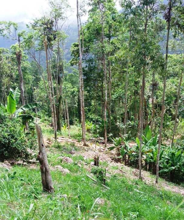 Diario Frontera, Frontera Digital,  ECXOCIDIO, MUNICIPIO ZEA, MÉRIDA, ECOCIDIO, Mocoties, ,Denuncian ecocidio en cerro de la Cuchilla del Niño en Zea