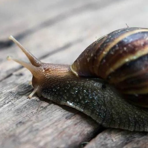 Diario Frontera, Frontera Digital,  CARACOL GIGANTE AFRICANO, VENEZUELA, Salud, ,Plaga del caracol gigante africano 
se atenderá con una nueva comisión nacional