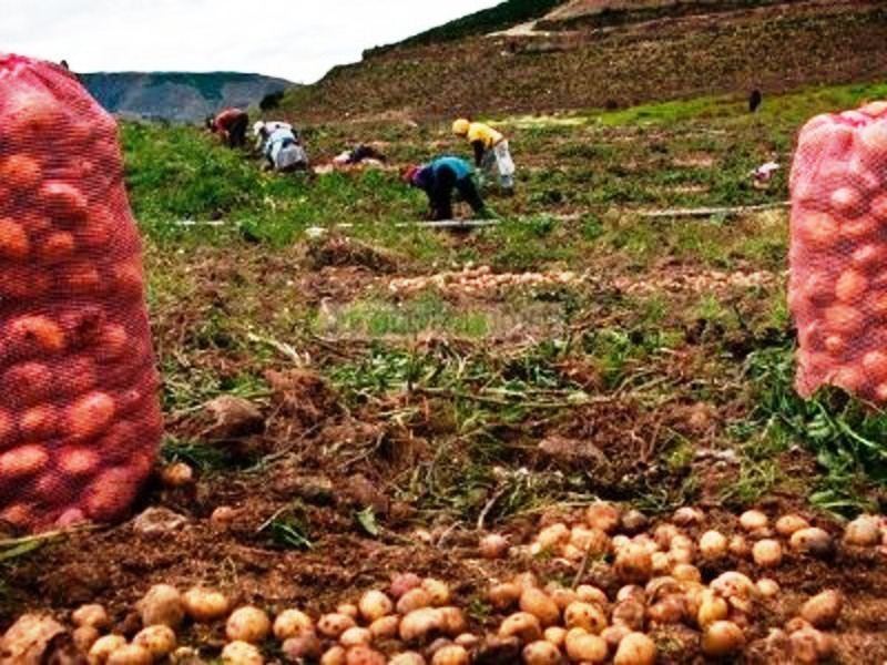 Diario Frontera, Frontera Digital,  Mocoties, ,Campesinos andinos en crisis por bajo precio de las hortalizas