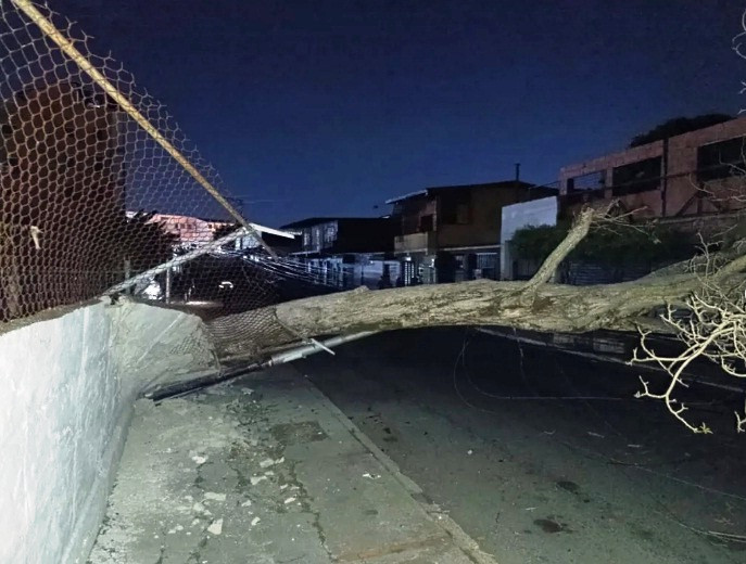 Diario Frontera, Frontera Digital,  Sucesos, ,Daños estructurales y al sistema eléctrico dejó
árbol tras desplomarse en el grupo Tovar en El Vigía