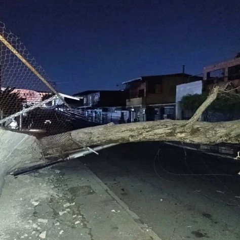Diario Frontera, Frontera Digital,  Sucesos, ,Daños estructurales y al sistema eléctrico dejó
árbol tras desplomarse en el grupo Tovar en El Vigía