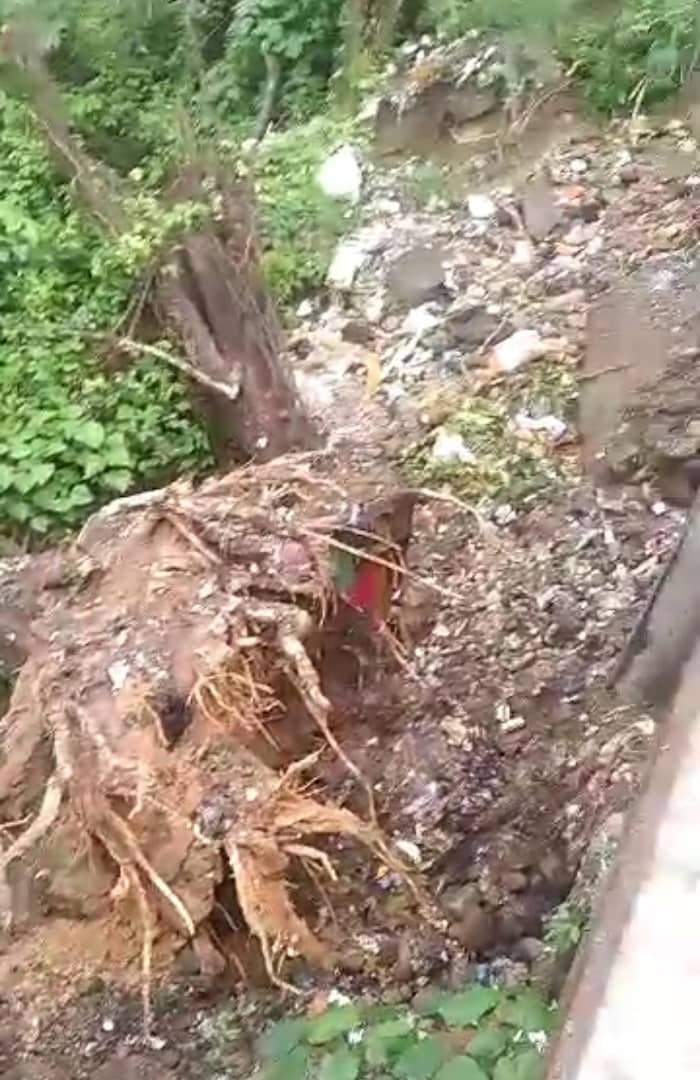 Diario Frontera, Frontera Digital,  El Vigía Panamericana, ,Cedió terreno y árbol que sostenía parte del puente La Blanca en El Vigía