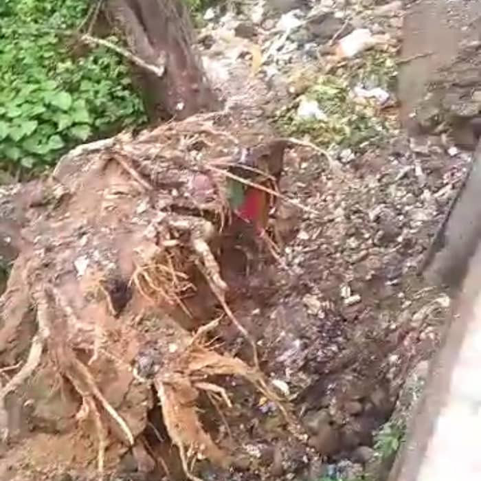 Diario Frontera, Frontera Digital,  El Vigía Panamericana, ,Cedió terreno y árbol que sostenía parte del puente La Blanca en El Vigía