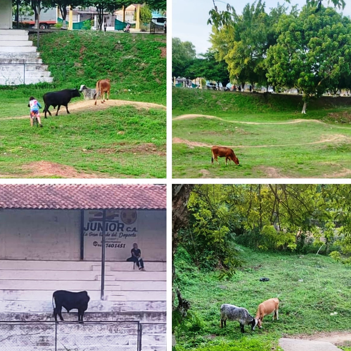 Diario Frontera, Frontera Digital,  Deportes, ,Atletas de la selección de Bicicross-BMX de Mérida 
denuncian presencia de ganado en la pista en El Vigía