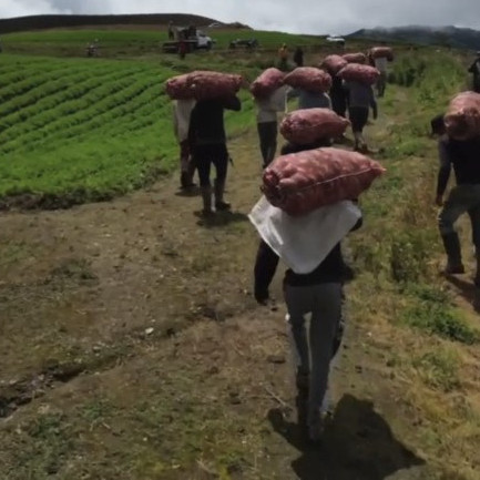 Diario Frontera, Frontera Digital,  Páramo, ,Productores del páramo merideño 
articulan esfuerzos para defender su producción