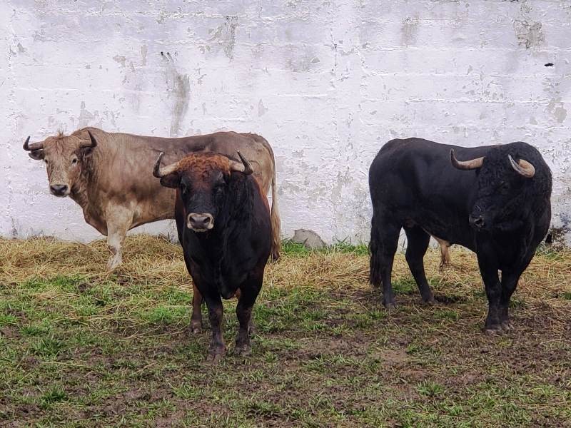 Diario Frontera, Frontera Digital,  Entretenimiento, ,En los corrales toros colombianos de Juan Bernardo Caicedo