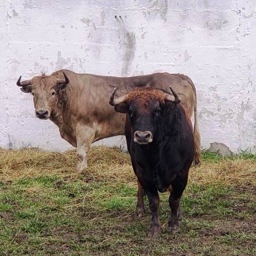 Diario Frontera, Frontera Digital,  Entretenimiento, ,En los corrales toros colombianos de Juan Bernardo Caicedo