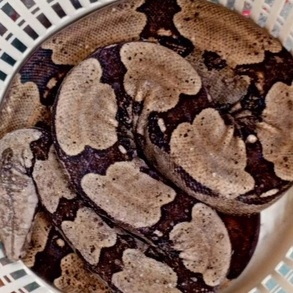 Diario Frontera, Frontera Digital,  El Vigía Panamericana, ,Protección Civil trasladará al zoológico de Chorros de Milla la serpiente hallada en El Vigía