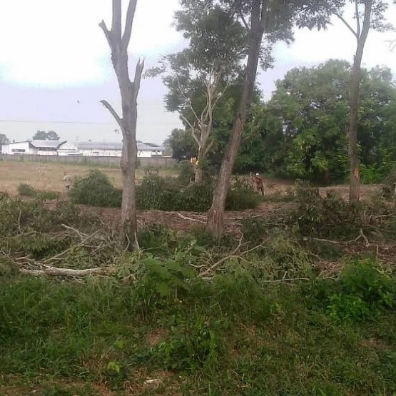 Diario Frontera, Frontera Digital,  El Vigía Panamericana, ,Denuncian tala de árboles tipo Samán en El Vigía