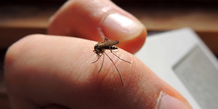 Diario Frontera, Frontera Digital,  Salud, ,OPS: Con 8 millones de casos de dengue, la epidemia en América Latina no tiene precedentes