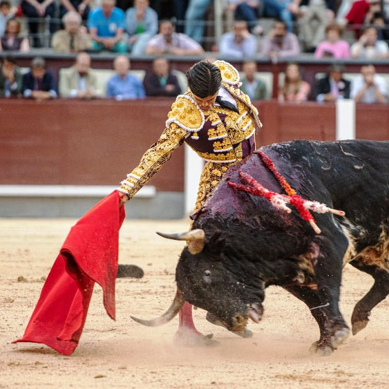 Diario Frontera, Frontera Digital,  Entretenimiento, ,«Bastonito», un toro de leyenda para cambiar una vida