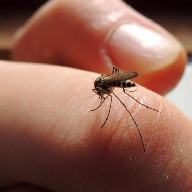 Diario Frontera, Frontera Digital,  Salud, ,OPS: Con 8 millones de casos de dengue, la epidemia en América Latina no tiene precedentes