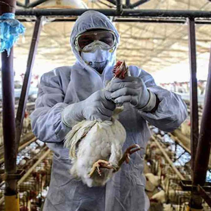 Diario Frontera, Frontera Digital,  Salud, ,OMS reportó la muerte de una persona por gripe aviar A (H5N2) en México