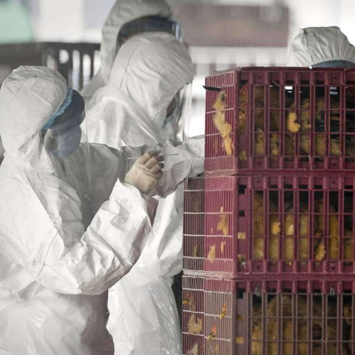 Diario Frontera, Frontera Digital,  Salud, ,OMS confirma primer caso humano de gripe aviar en Australia