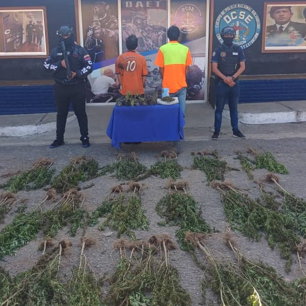 Diario Frontera, Frontera Digital,  Sucesos, ,PNB capturó a dos ciudadanos tras incautar
sembradío de droga en Arzobispo Chacón