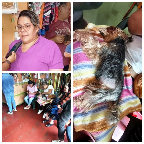 Diario Frontera, Frontera Digital,  El Vigía Panamericana, ,Fundación Patas y Huellas realizó una jornada
de esterilización en El Vigía