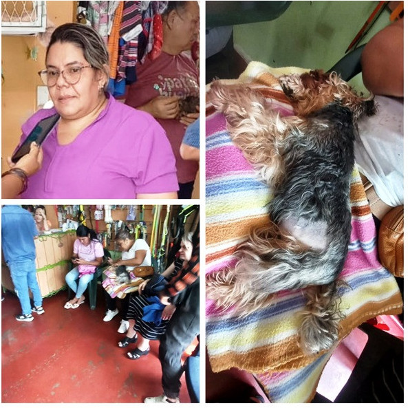 Diario Frontera, Frontera Digital,  El Vigía Panamericana, ,Fundación Patas y Huellas realizó una jornada
de esterilización en El Vigía