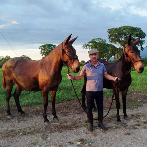 Diario Frontera, Frontera Digital,  Entretenimiento, ,Caballos de pica y mulos de arrastre con personalidad propia 
cría Augusto Rodríguez Jáuregui