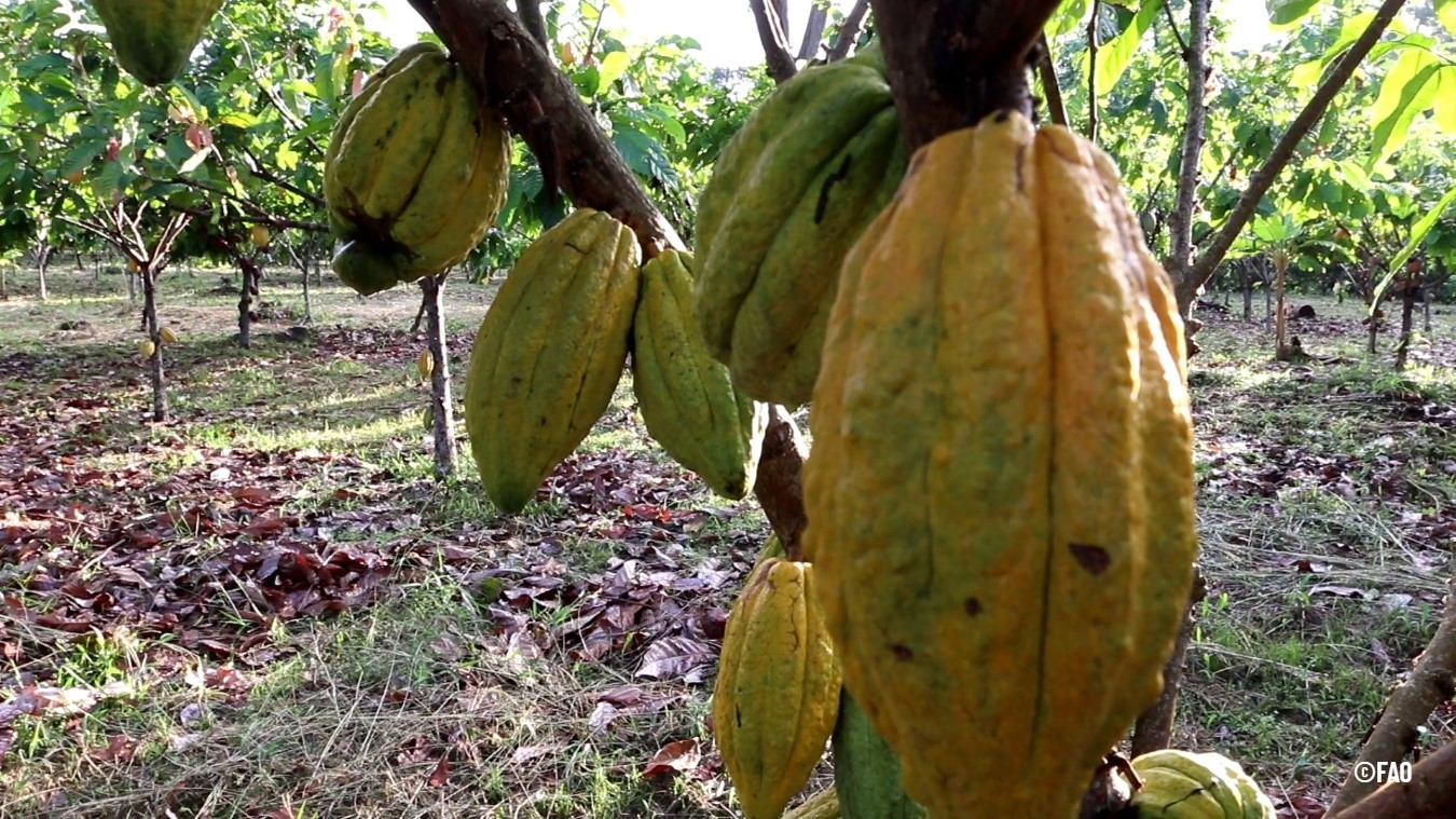 Diario Frontera, Frontera Digital,  Nacionales, ,Venezuela celebra el Día Nacional del Cacao exaltando su patrimonio genético y calidad mundial